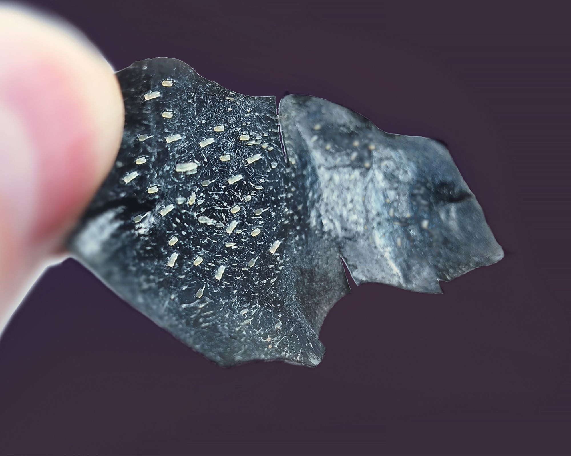 Pico Laser over pore strips